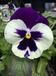 Pensamiento Pansies Flowers Purple Flowers Beautiful Flowers