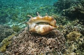 36 related question answers found what is the biggest snail in the world? Conch Facts Habitat Behavior Profile