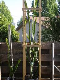 Pictures Of My New Old Fruit Trees Jardin De Arboles Frutales Jardineria En Macetas Cultivo De Plantas