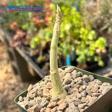 Image result for Cyphostemma congestum