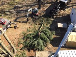 Manage all your bills, get payment due date reminders and schedule. Tree Service Company Arborists Timberline Tree Service Bel Air Md