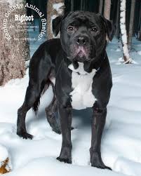 Kenton County Animal...