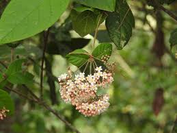 Image result for Rogiera amoena