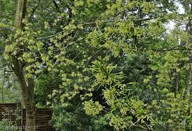 Image result for Turraea floribunda