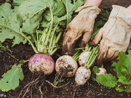 Maincrop types after 6 to 10 weeks. 15 Fantastic Root Vegetables You Can Grow In Containers Diy Crafts
