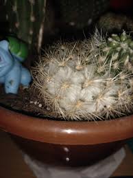 Cacti, in general, need a combination of 12 to 18 hours of direct and indirect light each day. What Is This I Touched The Cactus And It Feels Deflated Im Scared Cactus