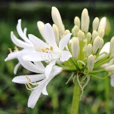 Image result for Agapanthus praecox