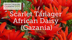 Image result for Gazania krebsiana