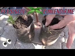 Cennet Meyvesi Trabzon Hurmasi Cimlendirme Youtube 2020 Bitki Bahce Bitkileri Bahce