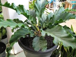 Cara menanam bunga gelombang cinta dalam pot dengan metode split. 30 Gambar Bunga Gelombang Cinta Inspirasi Spesial