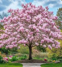 Image result for magnolia soulangeana