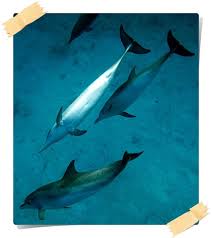 Dolphins have to be conscious to breath so they can't go into a full, deep sleep (they would suffocate). 101 Facts Dolphins Always Learning