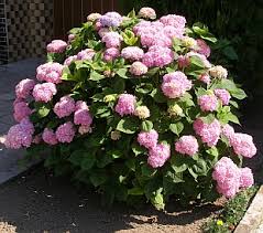 Image result for Hydrangea macrophylla bela obrázek
