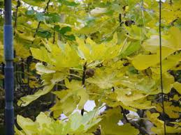 甘熟いちじく いちじくの紅葉 まもなく一気に冷え込んだ朝に一斉に落葉します ｆｌｃパートナーズストア