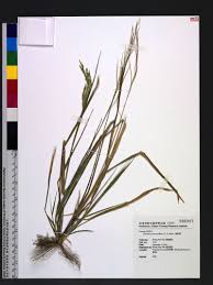 Image result for Eriochloa procera