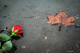 Image result for mosam images