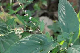 Image result for Pleurolobus