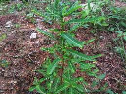 Image result for Phyllanthus muellerianus