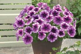 A word from behind the lense. Trilogy Purple Vein Petunia Multiflora Pelleted Stokes Seeds