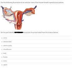 Solved For The Following Illustration Of An Anterior View Chegg Com We hope you learned something new. solved for the following illustration