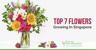 Buy indoor plants online and express feelings exceptionally. Top 7 Flowers That Grow In Singapore Ferns N Petals Singapore