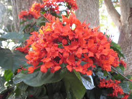 Image result for Clerodendrum splendens