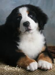 Kathy Deets (dbarkershop)