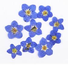 We did not find results for: Pansy Dried Blue Verbena Real Forget Me Not Pressed Blue Flowers Flowers Home Living Fontane Physio De