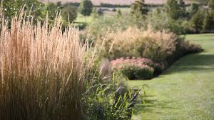 We did not find results for: How To Grow Ornamental Grasses Easy To Grow Grasses Country