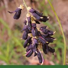 Image result for Mucuna