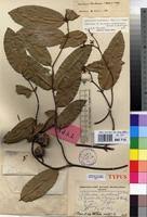 Image result for Landolphia buchananii