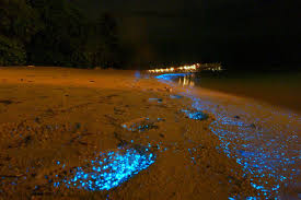 See reviews, articles & photos before visiting. Glowing Footsteps On The Beach On Vaadhoo Island Maldives Places To See In Your Lifetime
