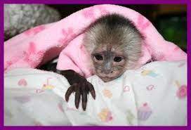 Friendly Monkeys For Adoption Contact Us At 954 604 6841 We Are Searching For A Good Home For Our Capuchin Pet Monkey Capuchin Monkey Capuchin Monkey Pet