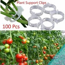 Vines and climbers can cover anything ugly, soften a hard surface and act as a textural backdrop in a garden. Buy Durable Clear 30 50 100pcs Plant Support Clips Vine Garden Vegetables 23mm For Types Plants At Affordable Prices Free Shipping Real Reviews With Photos Joom