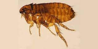 Image result for Typhus