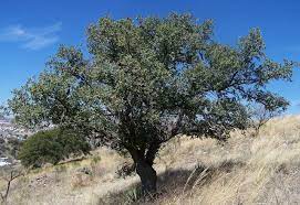 Where do you need the tree service? 7 Best Native Trees For Phoenix Lawnstarter