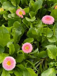 Image result for Bellis