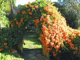These members of the family droseraceae lure, capture, and digest insects using stalked mucilaginous glands covering their leaf surfaces. Climbing Plants Greening Vertical Spaces Grow Food Slow Food