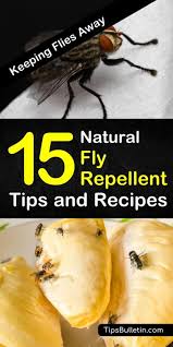 This page is a general blow fly control guide. Keeping Flies Away 15 Natural Fly Repellent Tips And Recipes