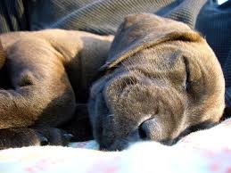And they learn very quickly indeed. How To Crate Train A Crying Puppy Holiday Barn