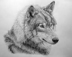 How To Draw Wolf Step By Step Easy Drawing Lessons For Beginner Wolf Sketch Wolf Drawing Wolf
