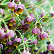 We have a wide selection of all types of plants including house, tropical and indoor plants. Boronia Heaven Scent Aussie Natives Garden World