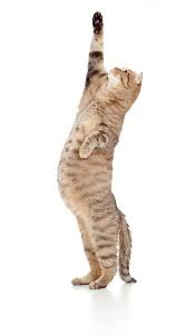 Pregnant Cat What To Prepare For The Birth Pregnant Cat Cat Care Cat Birth