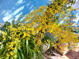 Image result for Anthericopsis sepalosa