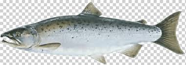 Coho Salmon Chinook Salmon Rainbow Trout Sockeye Salmon Fish Animals Fish Products Sticker Png Klipartz Are you searching for salmon png images or vector? coho salmon chinook salmon rainbow