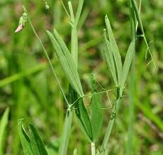 Image result for Litanthus pusillus