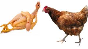 Di antaranya yang paling populer adalah janji allah kepada penduduk negeri yang beriman dan bertaqwa. 5 Bagian Ayam Ini Bisa Berbahaya Menggandung Racun Jika Sering Memakannya Bangka Pos