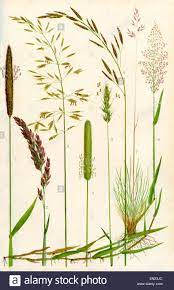 Wild Grasses 1 Meadow Foxtail 2 Yorkshire Fog 3 Yellow Oat Grass Stock Photo 81796020 Alamy Grass Painting Botanical Drawings Plant Illustration