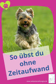 Tipp Der Woche Uben Ohne Zeitaufwand Welpenerziehung Welpenerziehung Hundeerziehung Hundchen Training