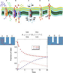 Water moves across the plasma membrane into or out of a cell by osmosis when there is an equal solute concentration on both sides of the membrane. Cell Membranes Sciencedirect